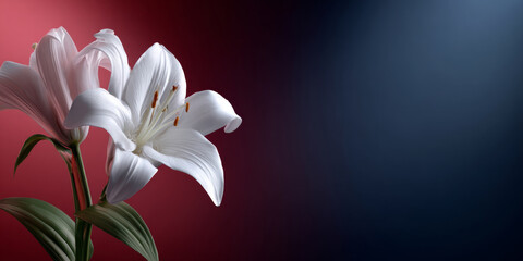 Close-up of white and pink lilies with green leaves against a gradient red and blue background, showcasing delicate petals and floral details