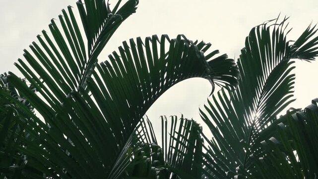 Chrysalidocarpus lutescens, also known as Dypsis lutescens and as golden cane palm, areca palm, yellow palm, butterfly palm or bamboo palm. Slow motion footage of nature, Howrah, West Bengal, India.