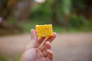 Hand holding a piece of fresh sweet corn cob on outdoor nature background, organic harvest and...