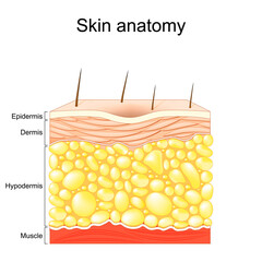 Skin anatomy. Layers of the human skin. Cross section of skin with Epidermis, Dermis, Hypodermis and Muscle tissue.