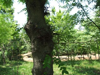 Fototapeta premium Gleditsia japonica Miq. of Fabaceae features pale yellow flowers and pinnate leaves. This is an authentic optical photography captured on location.