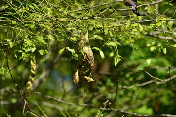Gleditsia japonica Miq. of Fabaceae is a deciduous tree with thick thorns and long bean pods. This is an authentic optical photography on location.