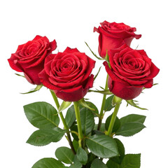 Fototapeta premium Vibrant red roses isolated on transparent background