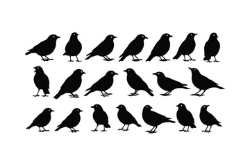 Silhouette of multiple birds in various poses and directions