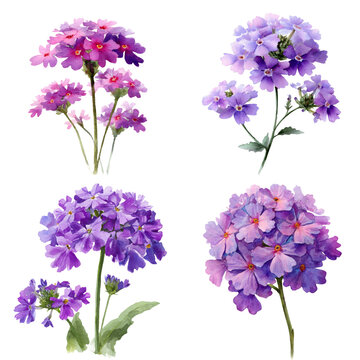 Verbena watercolor flower illustration isolated on transparent. png file for art work.
