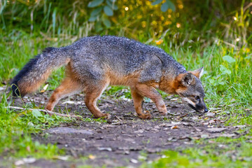 Obraz premium Island Fox Foraging on Santa Cruz Island