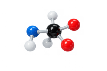 Amino acid molecule structure showing atoms and bonds