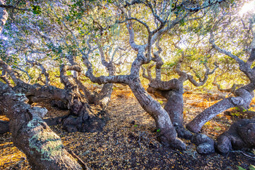 Stunted Coast Live Oak Trees Along Elfin Forest Trail © PhotoSpirit