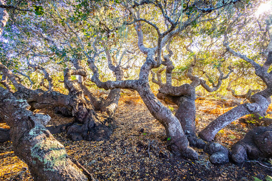 Stunted Coast Live Oak Trees Along Elfin Forest Trail