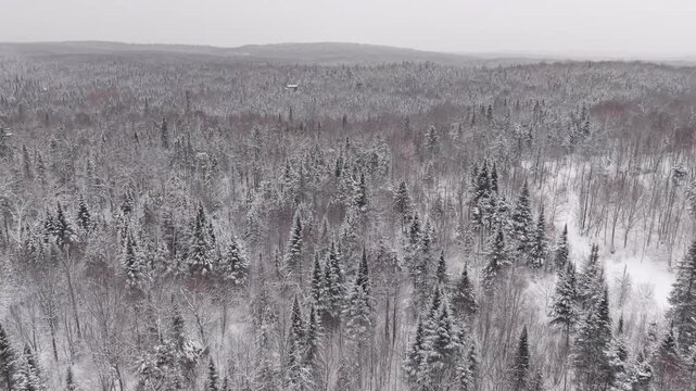 Drone view of winter scene of snow covered trees in Brighton, Vermont 