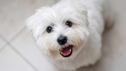 a cheerful white dog posing in a bright airy setting promoting a healthy and happy pet lifestyle