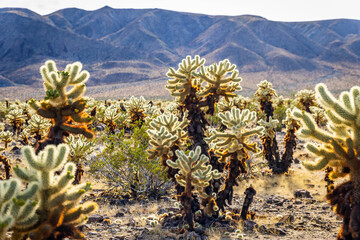 Plush Cholla Cactus Field at Sunrise Glow