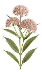 Beautiful pink milkweed flowers with lush green leaves on a transparent background