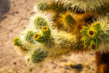 Blooming Cholla Cactus Close Up in Joshua Tree
