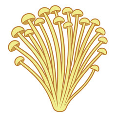 Enoki mushroom vector on white backgro