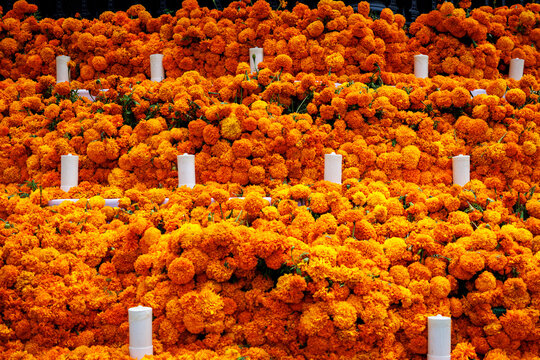 Mexican marigold cempasuchil orange flowers