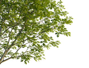 Ulmus x hollandica tree corner view, cutout, isolate, 4k PNG, Vibrant green tree branches on a transparent background, perfect for adding a natural element to your designs