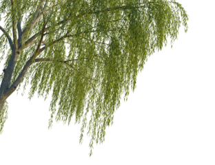 Ulmus x hollandica tree corner view, cutout, isolate, 4k PNG, Willow tree branches with lush green leaves on a transparent background, perfect for design and digital projects