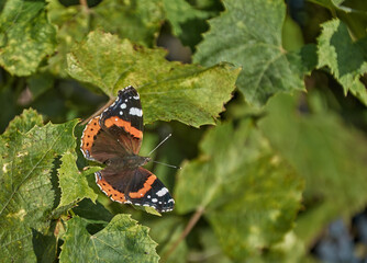 The admiral butterfly sits on green leaves © Sergey