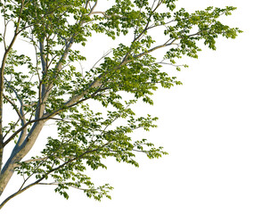 Ulmus carpinifolia tree corner view, cutout, isolate, 4k PNG, Tree branches with vibrant green...