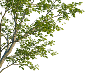 Ulmus carpinifolia tree corner view, cutout, isolate, 4k PNG, Tree branches with vibrant green leaves isolated on a transparent background, perfect for design and digital projects