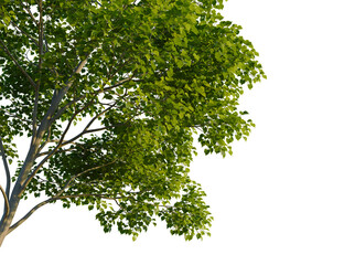 Obraz premium Cornus controversa tree corner view, cutout, isolate, 4k PNG, Vibrant green tree branches with lush leaves on a transparent background, perfect for design and ecology concepts