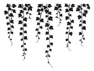 Silhouette of hanging ivy vine leaves isolated vector illustration © Abu sayam CF 1805249