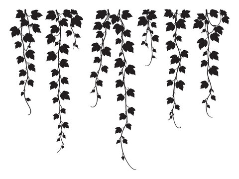 Silhouette of hanging ivy vine leaves isolated vector illustration
