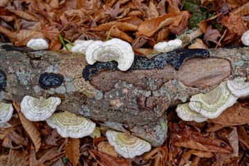 Log covered with turkey tail fungi