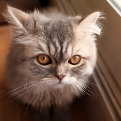 Miradas que dicen sin palabras amor por los gato gata persa de 1 a&ntilde;o