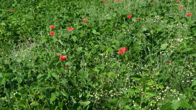 Biodiversit&auml;tsf&ouml;rderung im Kanton Z&uuml;rich, Artenvielfalt von einheimische Wildpflanzen, Subventionen f&uuml;r Bauern wo einheimische Arten und ihre Lebensr&auml;ume in der Landwirtschaft unterst&uuml;tzen