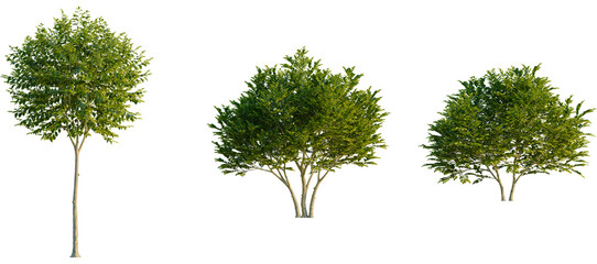 Ligustrum japonicum Tree front, elevation view, cutout, isolate, Three green trees with lush...