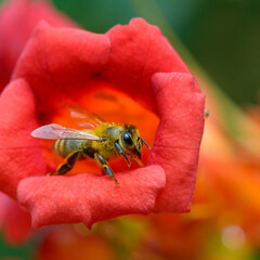 Close-Up View of a Honey Bee Gathering Nectar from a Bright Red Bloom with Sharp Macro Detail and Smooth Bokeh for Botanical and Insect Photography Uses