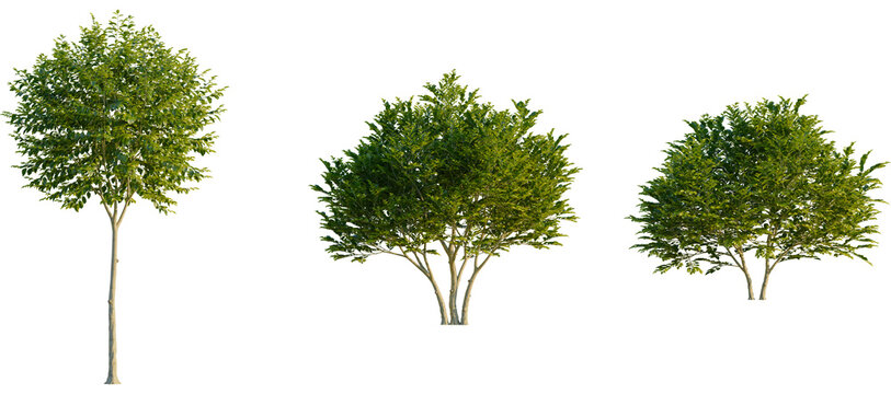 Ligustrum japonicum Tree front, elevation view, cutout, isolate, Three green trees with lush foliage isolated on transparent background, ideal for design and decorative projects