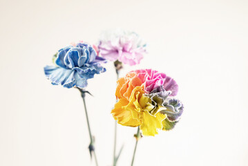 Eleganckie goździki o wielotonowych płatkach &ndash; romantyczny motyw na kartki na życzenia.