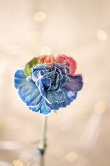 Eleganckie goździki o wielotonowych płatkach &ndash; romantyczny motyw na kartki na życzenia.