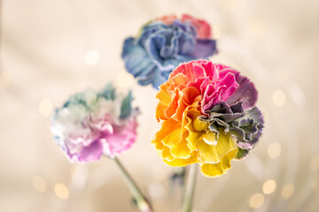 Eleganckie goździki o wielotonowych płatkach &ndash; romantyczny motyw na kartki na życzenia.