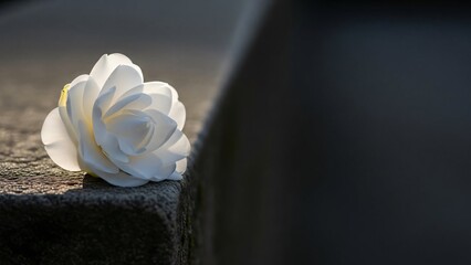 White rose on stone surface with dramatic lighting and shadows