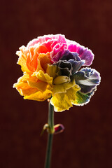 Eleganckie goździki o wielotonowych płatkach &ndash; romantyczny motyw na kartki na życzenia.