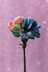 Eleganckie goździki o wielotonowych płatkach &ndash; romantyczny motyw na kartki na życzenia.