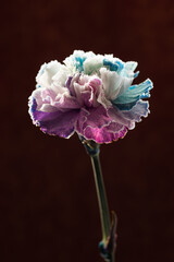 Eleganckie goździki o wielotonowych płatkach &ndash; romantyczny motyw na kartki na życzenia.