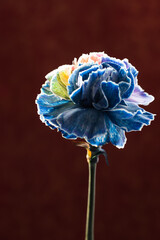 Eleganckie goździki o wielotonowych płatkach &ndash; romantyczny motyw na kartki na życzenia.