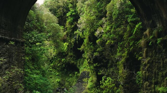 Cinematic drone footage pulling back through a mossy gorge on Madeira Island, Portugal, revealing a stone bridge arch covered in moss, grass, and small leafy branches