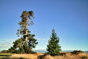 New Zealand Old and Young Pine Tree 