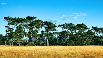 New Zealand Farmland in Summer Time