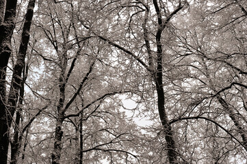 winter landscape - snow-covered tree branches