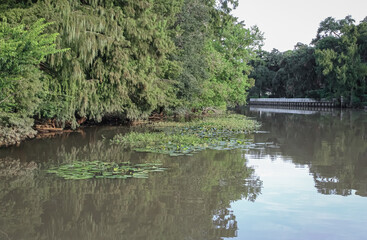 Obraz premium Bayou Teche New Iberia