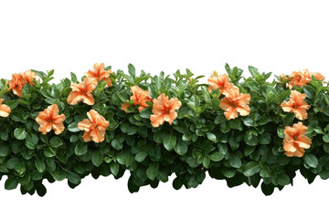 Orange flowers in lush green bush, against black backdrop