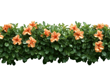 Orange flowers in lush green bush, against black backdrop
