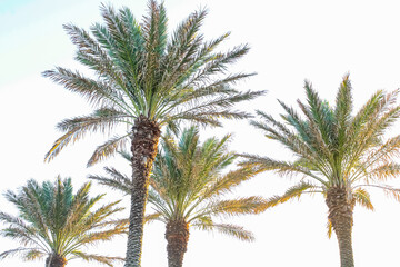 Jacksonville Beach Fan Palms 